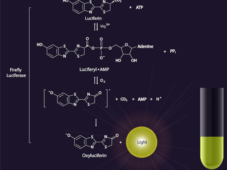 D-荧光素钾盐（D-萤光素钾盐、D-虫荧光素钾盐）货号：MB000102-R70170 (or MB102) Syd Labs