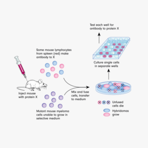 重组抗人HER2/ErbB-2/c-neu单抗(4D5 (muMAb)) Syd Labs PA007157.m1 - 武汉多找找科技
