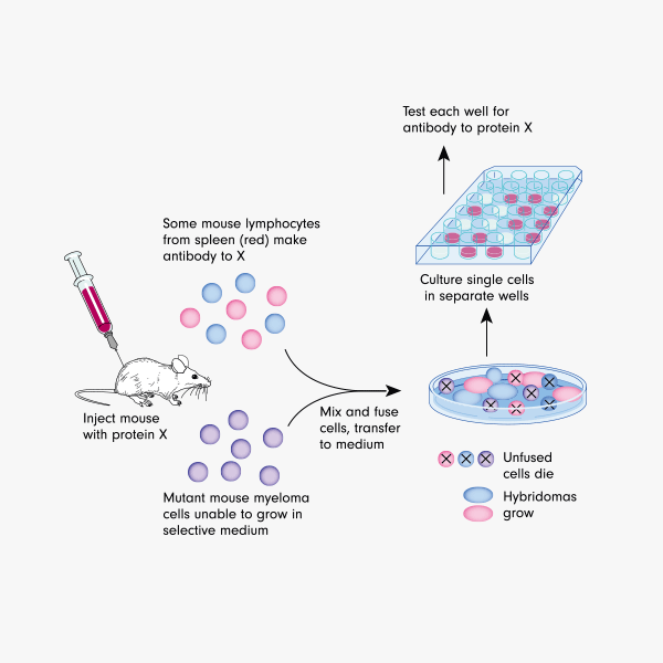 重组抗人HER2/ErbB-2/c-neu单抗(4D5 (muMAb)) Syd Labs PA007157.m1 - 武汉多找找科技 重组抗人HER2/ErbB-2/c-neu单抗(4D5 (muMAb)) Syd Labs PA007157.m1 - 武汉多找找科技
