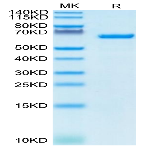 Human Serum Albumin Protein (BSA-HM401)