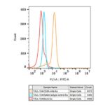 Abclonal CD8A Rabbit mAb (Catalog Number: A0663)