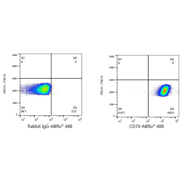 A22302: ABflo® 488 Rabbit anti-Human CD70 mAb