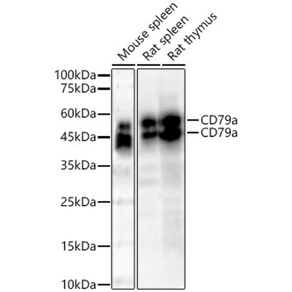 A22452: CD79a Rabbit mAb