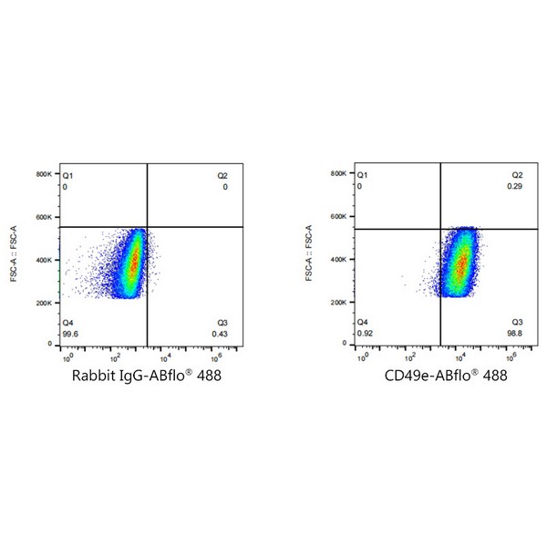 ABflo® 488 Rabbit anti-Human/Mouse Integrin alpha 5 (ITGA5/CD49e) mAb (Catalog Number: A22771) Abclonal
