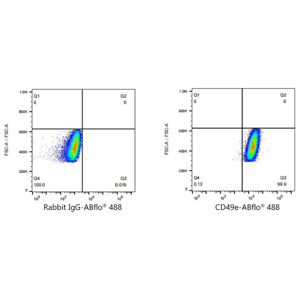 Abclonal ABflo® 488 Rabbit anti-Human/Mouse Integrin alpha 5 (ITGA5/CD49e) mAb (Catalog Number: A22771)