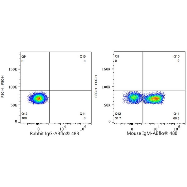 A23114: ABflo® 488 Rabbit anti-Mouse IgM mAb