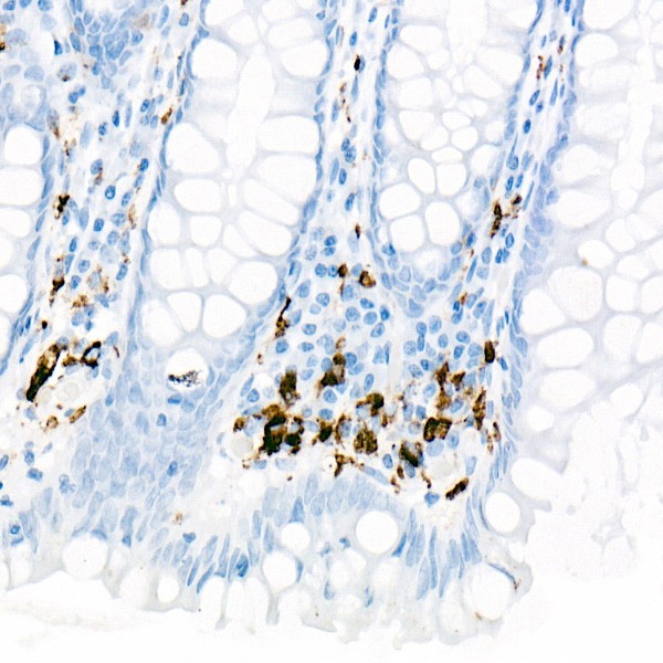 A23205: CD68 Rabbit mAb