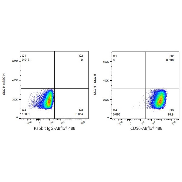 A23369: ABflo® 488 Rabbit anti-Mouse CD56/NCAM mAb