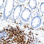 A23504: CD3E Rabbit mAb