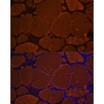 A3407: Thyroglobulin Rabbit mAb