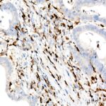 A9149: CD74 Rabbit mAb