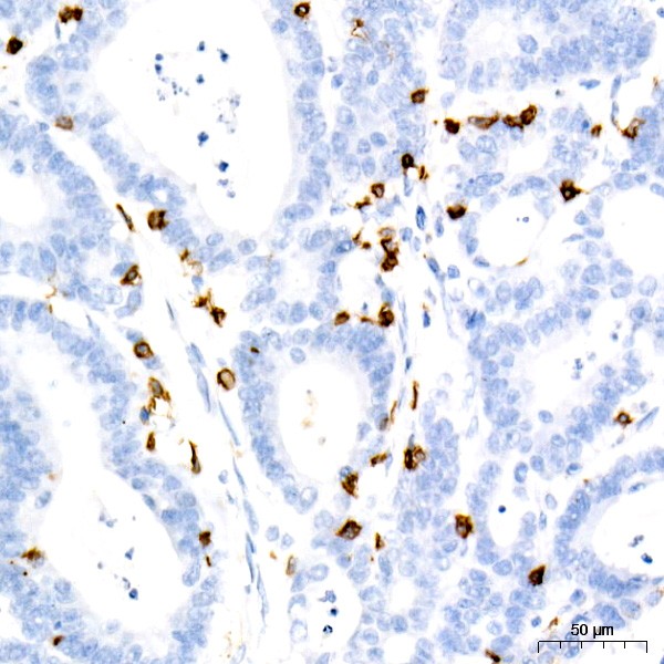A9560: CD7 Rabbit mAb