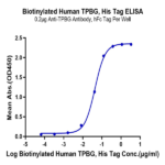 Biotinylated Human TPBG/5T4 Protein BP005270 Syd Labs