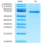 Human ABO Protein BP003230 Syd Labs