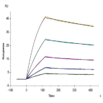 Human ACE2/ACEH Protein (ACE-HM401)