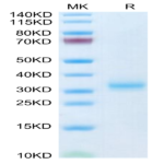 Mouse Adiponectin/Acrp30 Protein (ADI-MM101)