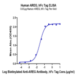 Human AREG Protein BP004916 Syd Labs