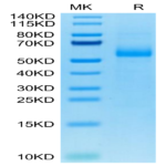 Cynomolgus AGER Protein BP003615 Syd Labs