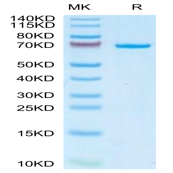 Canine AFP Protein (AFP-DM101)