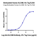 Biotinylated Human ALCAM/CD166 Protein BP004298 Syd Labs