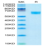 Mouse AMIGO2 Protein (AMI-MM102)