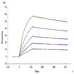 Human ANGPTL3/Angiopoietin-like 3 Protein BP003402 Syd Labs