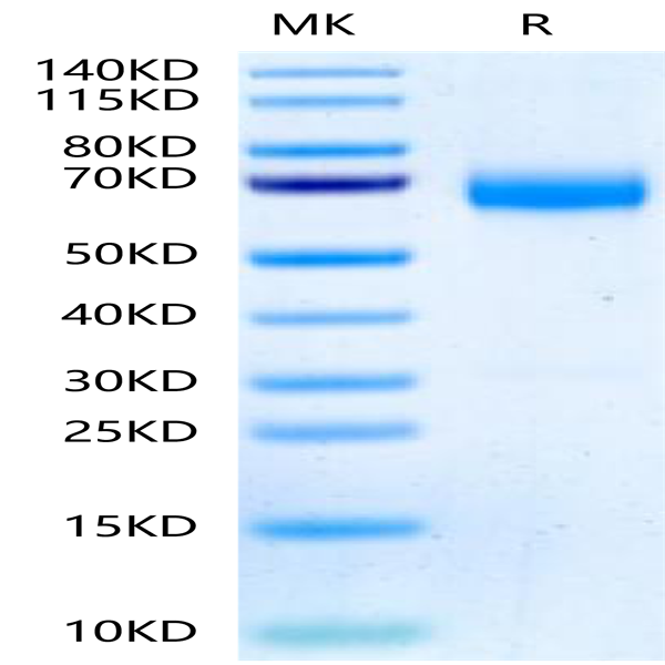 Human ANGPTL3/Angiopoietin-like 3 Protein (ANG-HM103)