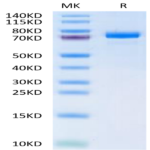 Human ANGPTL7/CDT6 Protein BP005121 Syd Labs