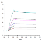 Human ANGPTL3/Angiopoietin-like 3 Protein BP005521 Syd Labs