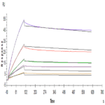 Human ANGPTL2/Angiopoietin-like 2 Protein BP005204 Syd Labs