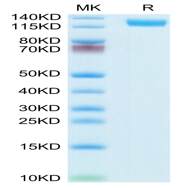 Mouse CD13/ANPEP Protein (ANP-MM101)