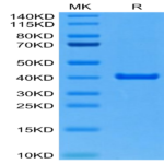 Mouse ANXA2 Protein BP004578 Syd Labs