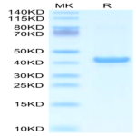 Mouse APOA5 Protein BP004491 Syd Labs