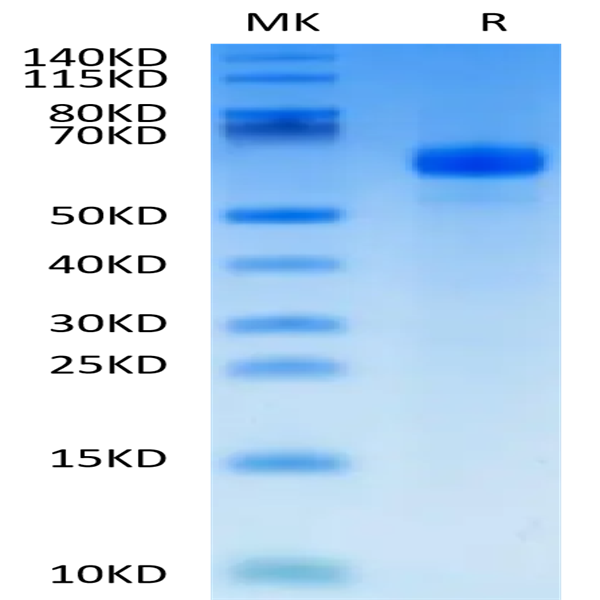 Human APCDD1 Protein (APD-HM101)