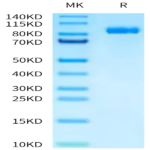 Human APCDD1 Protein BP003228 Syd Labs