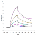 Cynomolgus Alkaline Phosphatase (Placental type) /ALPP Protein BP003484 Syd Labs