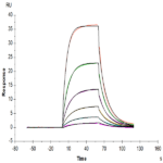 Human Alkaline phosphatase (Intestinal type) /ALPI Protein BP005211 Syd Labs