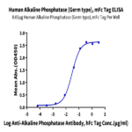 Human Alkaline Phosphatase (Germ type) /ALPG Protein BP003374 Syd Labs