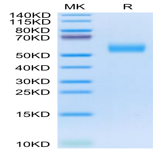 Cynomolgus APOH Protein (APH-CM101)
