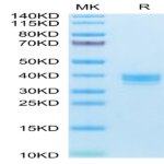 Human APLN Protein (APN-HM201)
