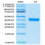 Biotinylated Mouse APLN Protein BP004046 Syd Labs