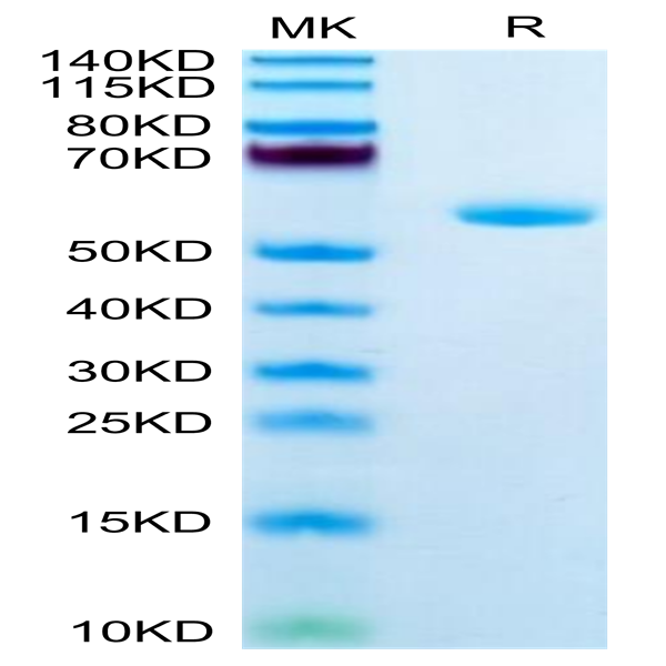 Human APOA1 Protein (APO-HM201)