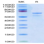 Human APOE3/Apolipoprotein E Protein (APO-HM203)