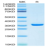 Mouse APOE/Apolipoprotein E Protein (APO-MM102)