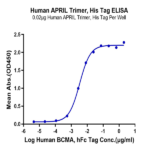 Human APRIL/TNFSF13 Trimer Protein BP005300 Syd Labs