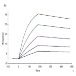 Cynomolgus AXL Protein BP004386 Syd Labs
