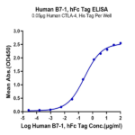 Human B7-1/CD80 Protein BP005302 Syd Labs