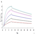 Human B7-1/CD80 Protein BP005434 Syd Labs