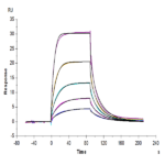 Cynomolgus B7-2/CD86 Protein BP005117 Syd Labs