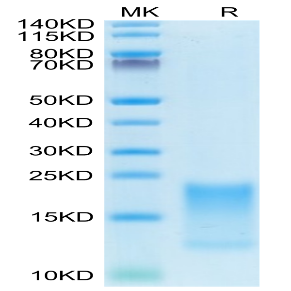Cynomolgus BAFFR/TNFRSF13C Protein (BAF-CM10R)
